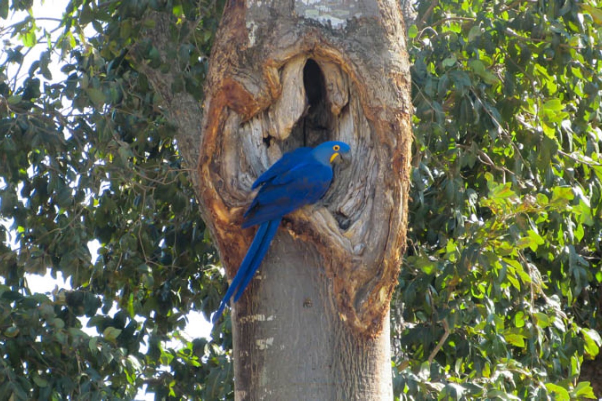 (Foto: Reprodução/ Instituto Arara Azul)