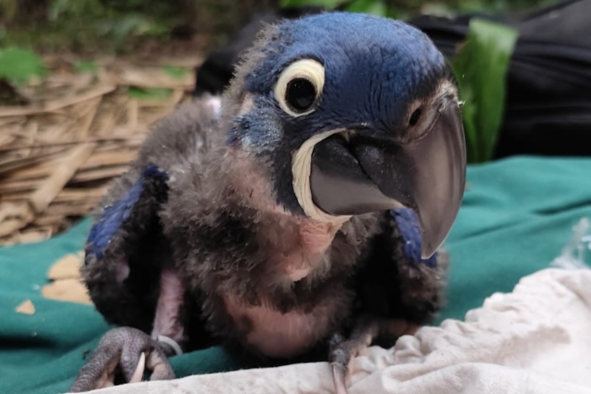 (Foto: Reprodução/ Instituto Arara Azul)