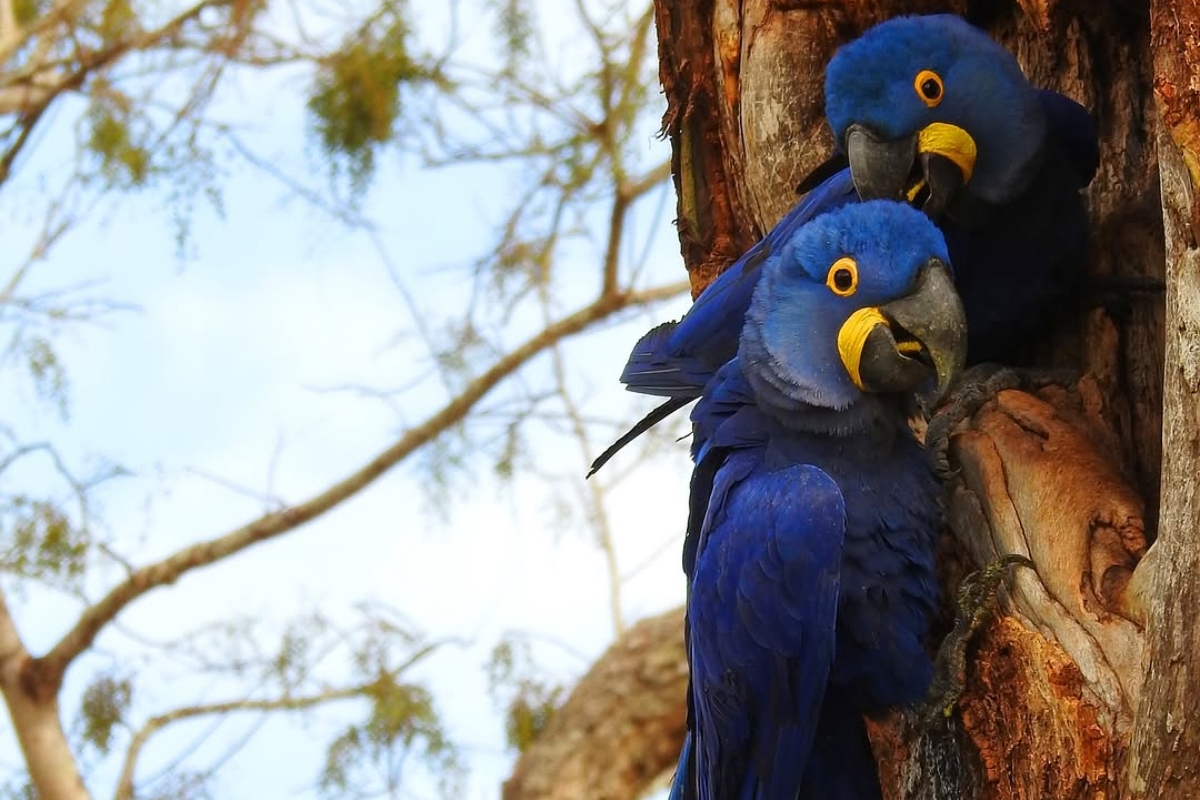 (Foto: Reprodução/ Instituto Arara Azul)