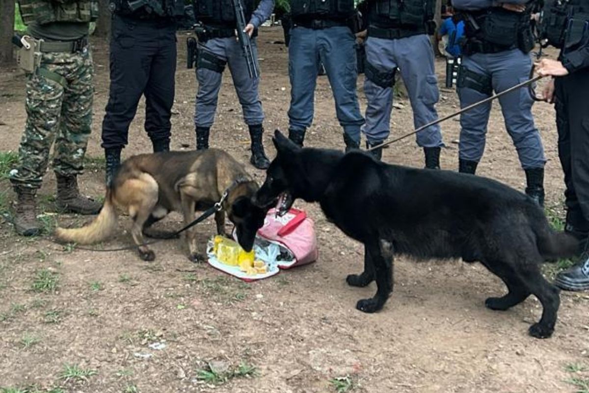 Os cães farejadores Rambo e Racco, da Companhia de Operações com Cães (COC) do BOPE, foram empregados para varredura no local. (Foto: Reprodução)