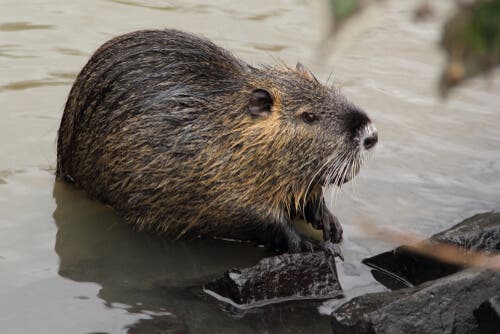 nutria animais