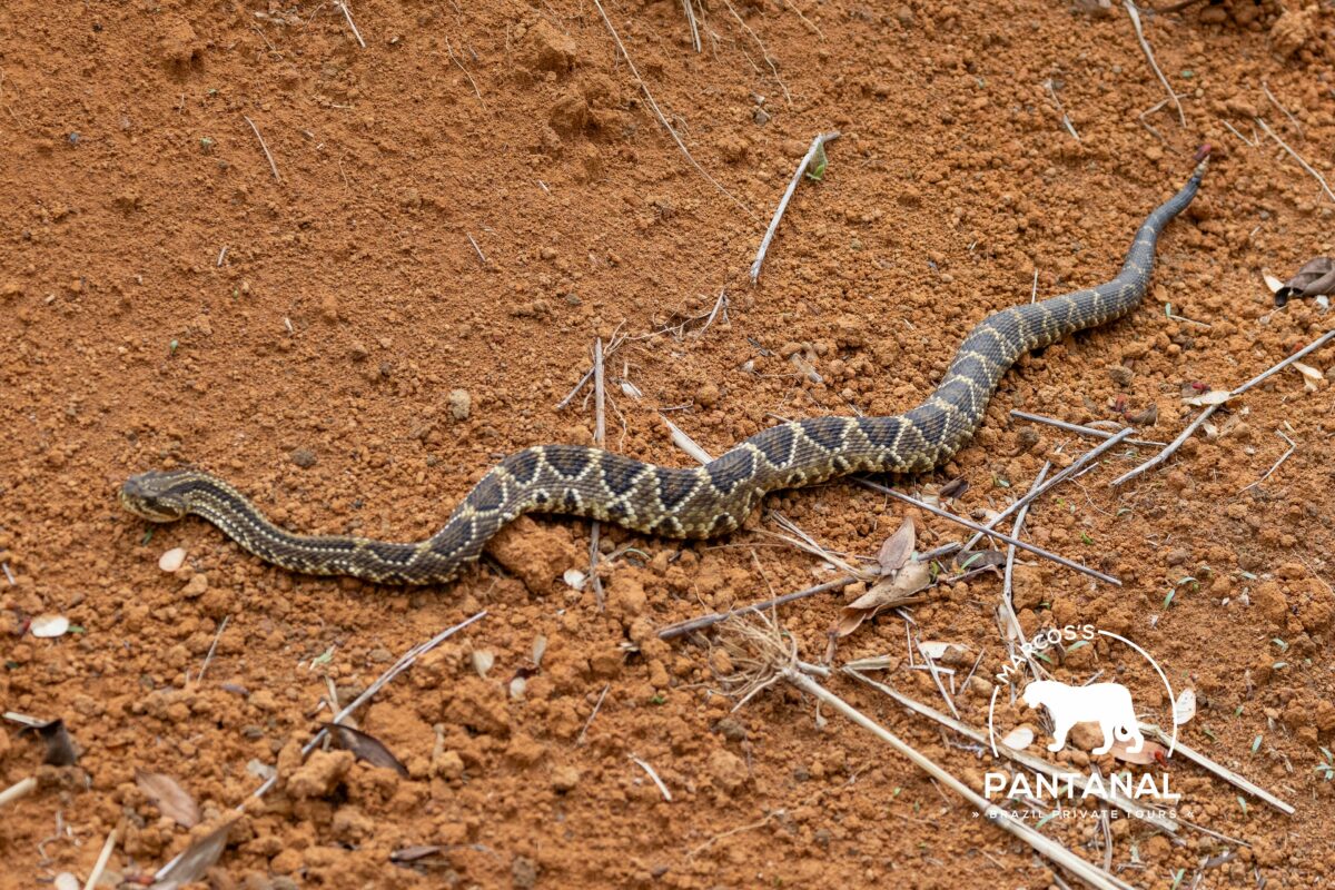 Cascavel (Crotalus durissus). (Foto: Marcos Ardevino)