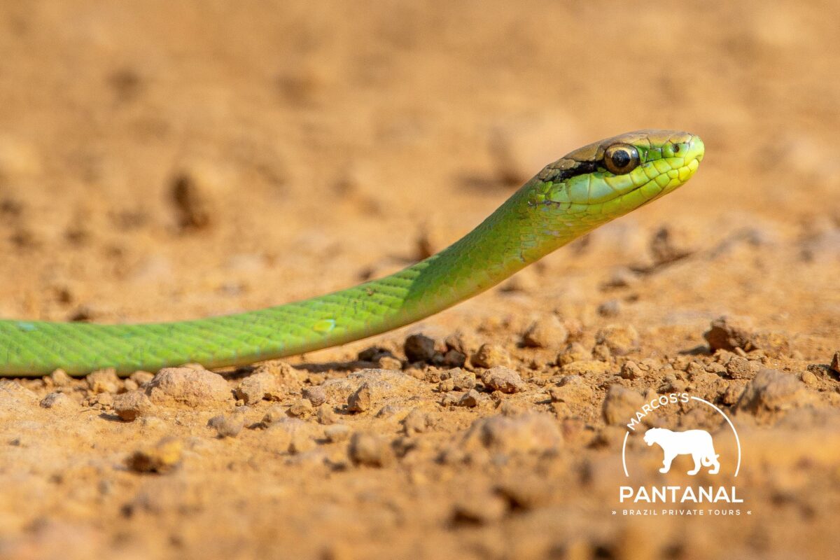 Cobra-Cipó (Philodryas olfersii). (Foto: Marcos Ardevino)