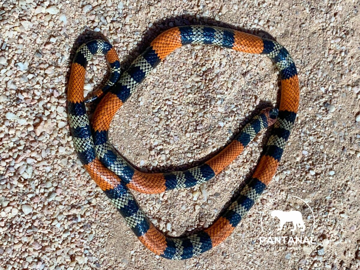 Coral-verdadeira (Micrurus frontalis). (Foto: Marcos Ardevino)