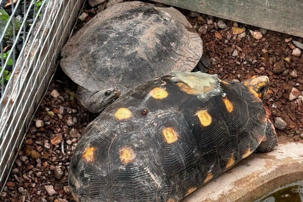 Animais silvestres podem ser cuidados por guardiões após cadastro. (Foto: Sema-MT)