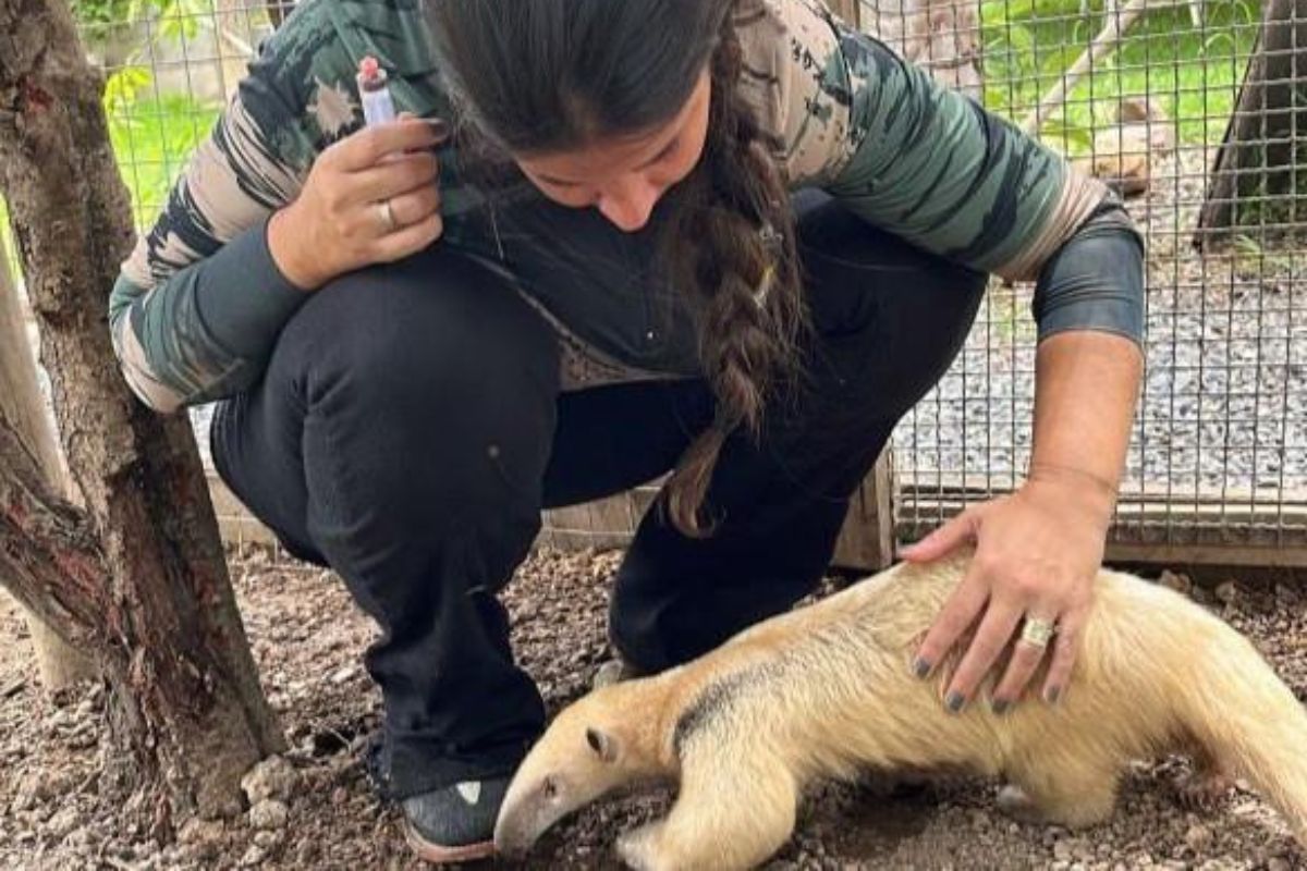 Interessados em serem guardiões de animais silvestres devem morar em Mato Grosso. (Foto: Sema-MT)