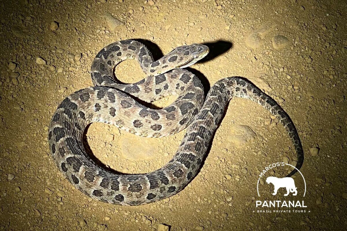 Jararaca (Bothrops mattogrossensis). (Foto: Marcos Ardevino)