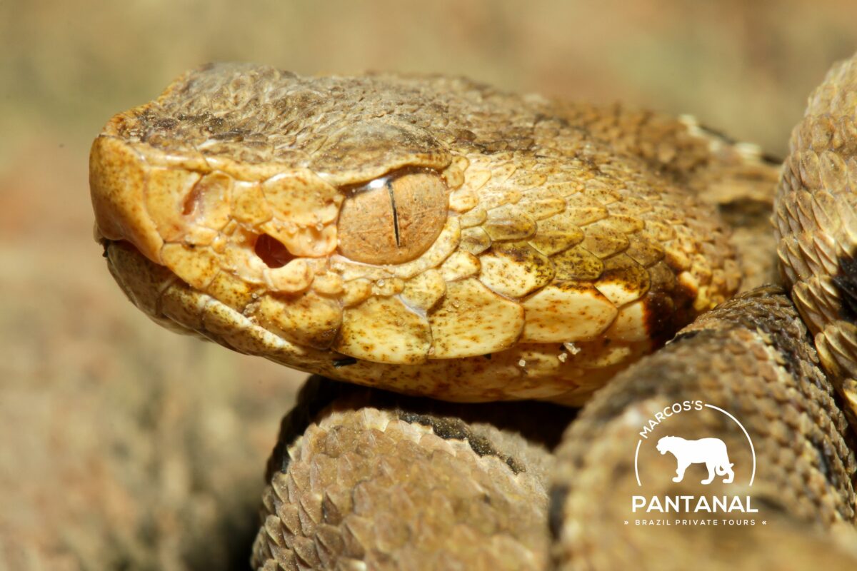 Jararaca (Bothrops moojeni). (Foto: Marcos Ardevino)