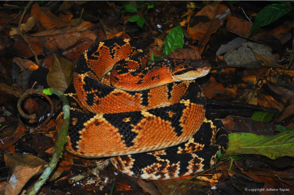 SURUCUCUCUUU (Lachesis simples). (Foto: Juliano Tupan)