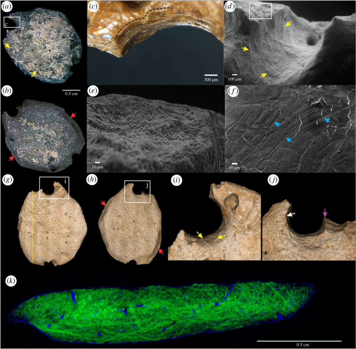  Osteoderme de preguiça gigante modificada antropologicamente. (Foto: Divulgação)