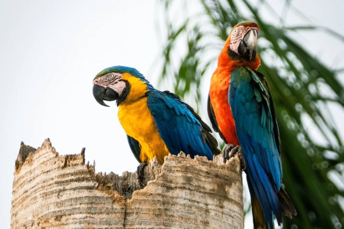 Arara-canindé ao lado arara híbrida em ninho. (Foto: Instituto Arara Azul)