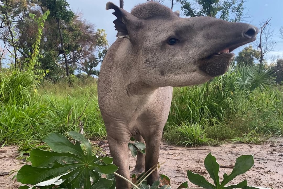 Anta Valente comendo em novo habitat (Foto: Reprodução/Onçafari)