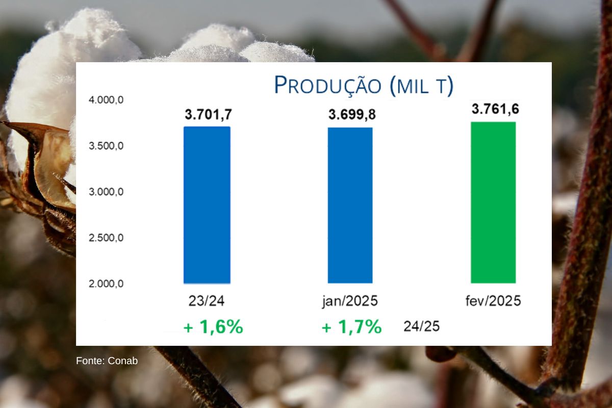 Algodão deve atingir 3,76 milhões de toneladas na safra 2024/25. (Fonte: Conab)