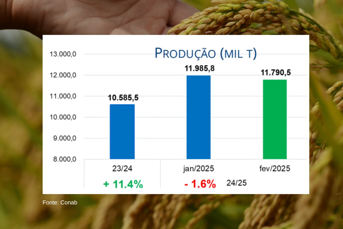 Arroz deve atingir 11,8 milhões de toneladas na safra 2024/25. (Fonte: Conab)