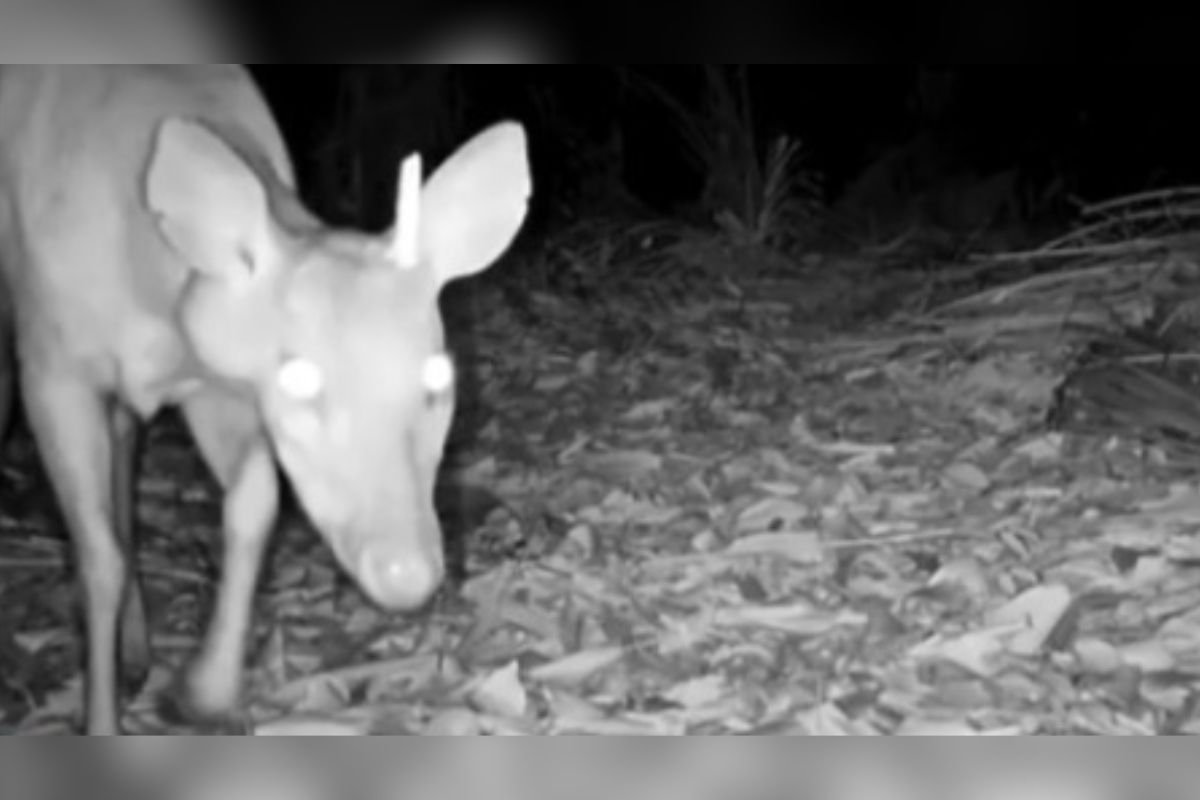 Câmeras escondidas revelam momentos inusitados de animais no Pantanal