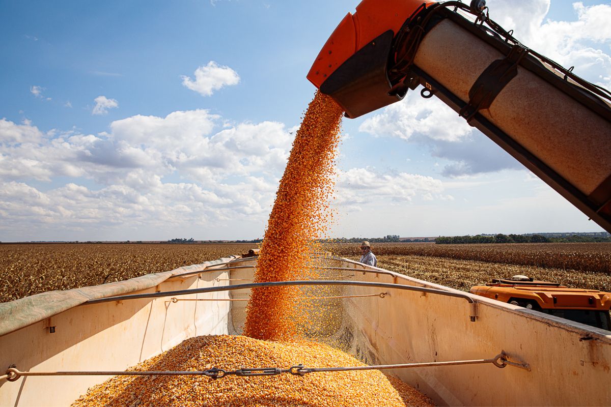 Mato Grosso deve produzir 30% dos grãos do país na safra 24/25. (Foto: Mayke Toscano/Secom-MT)