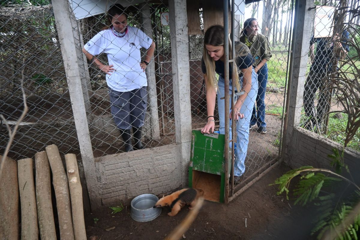 Tamandua 1