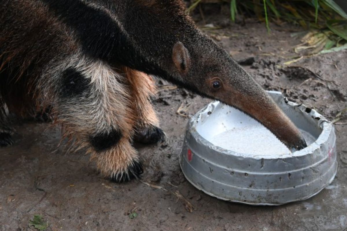 Tamandua