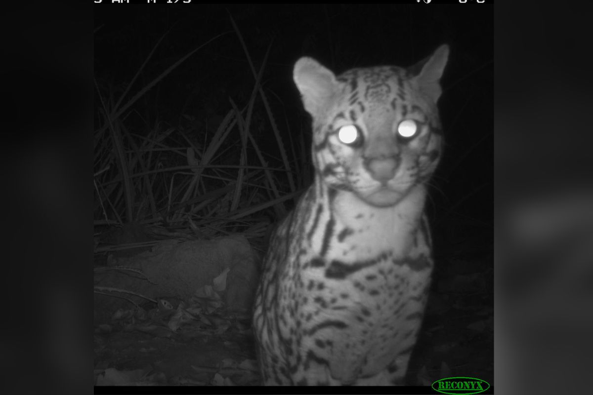 Jaguatirica (Ocelot) 