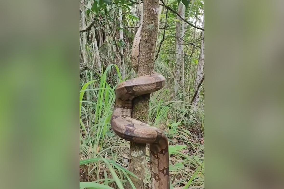 Jiboia escalando perfeitamente uma árvore