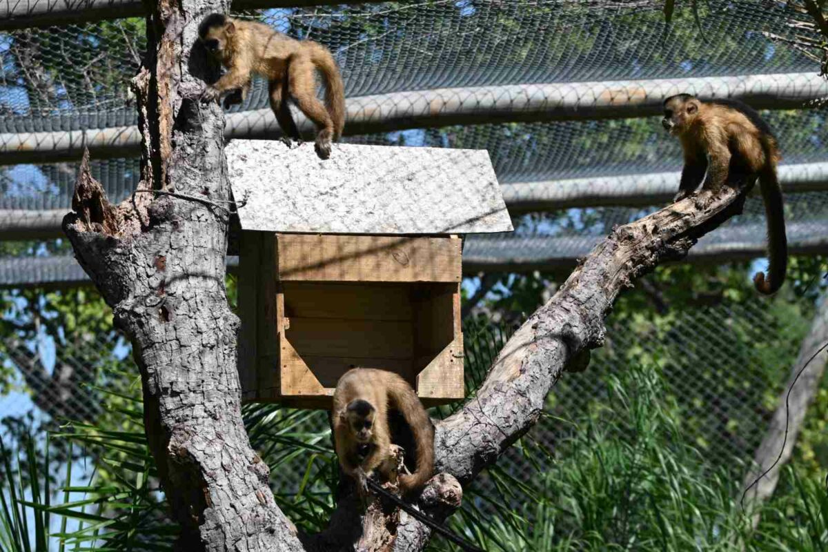 Macacos-prego foram apreendidos e passaram tempo em reabilitação (Foto: Cras)