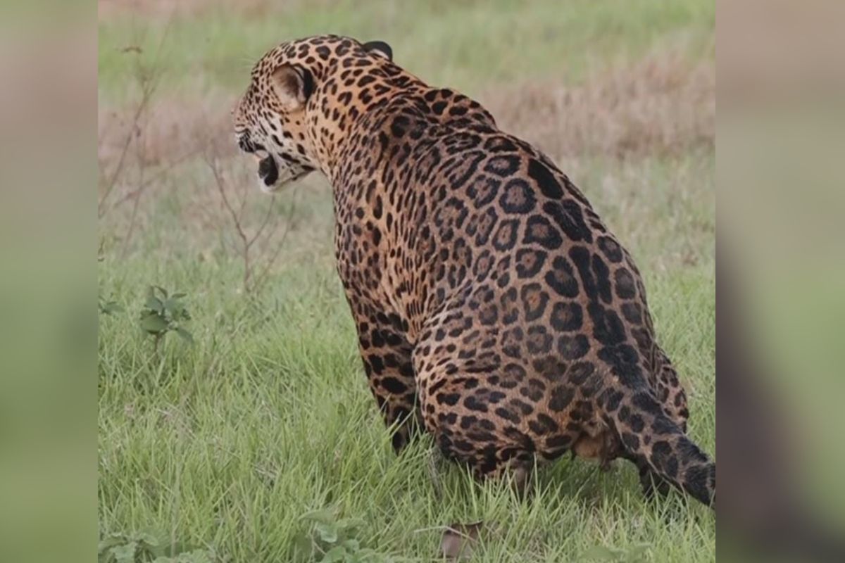 Onça-pintada é flagrada em momento inusitado no Pantanal