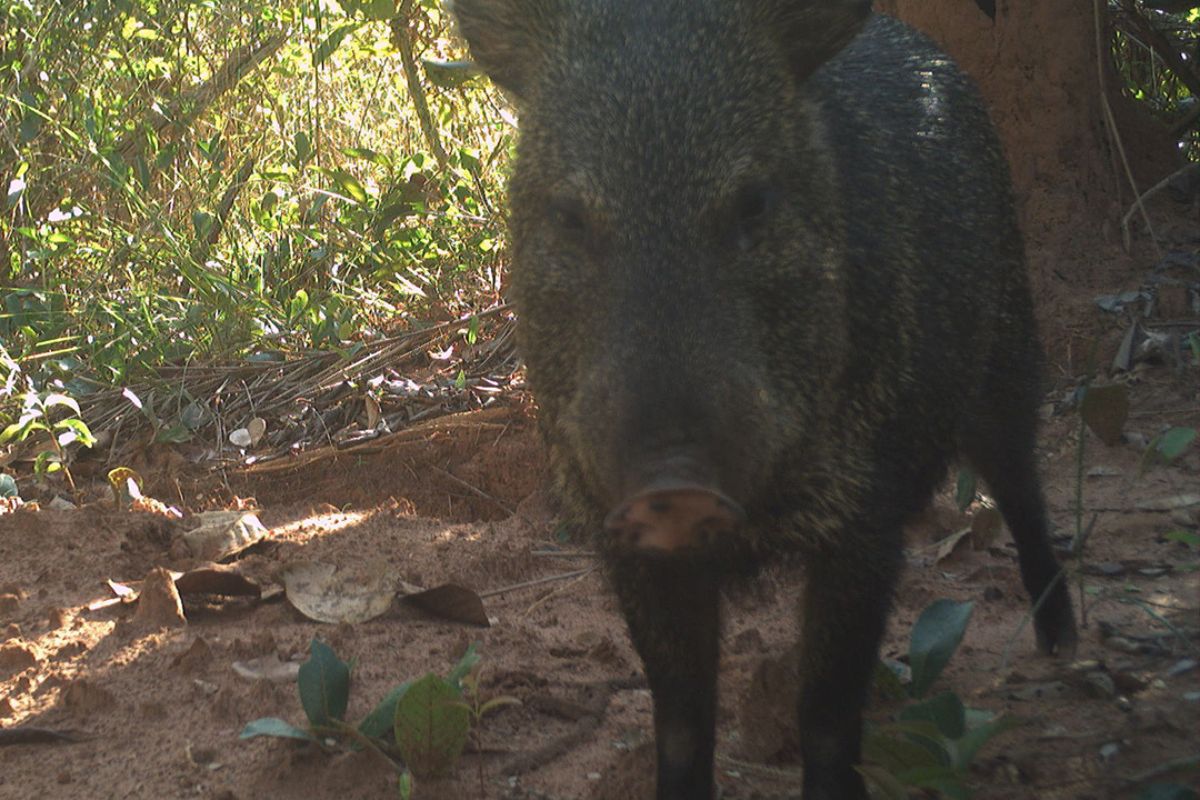 Cateto (Collared peccary)