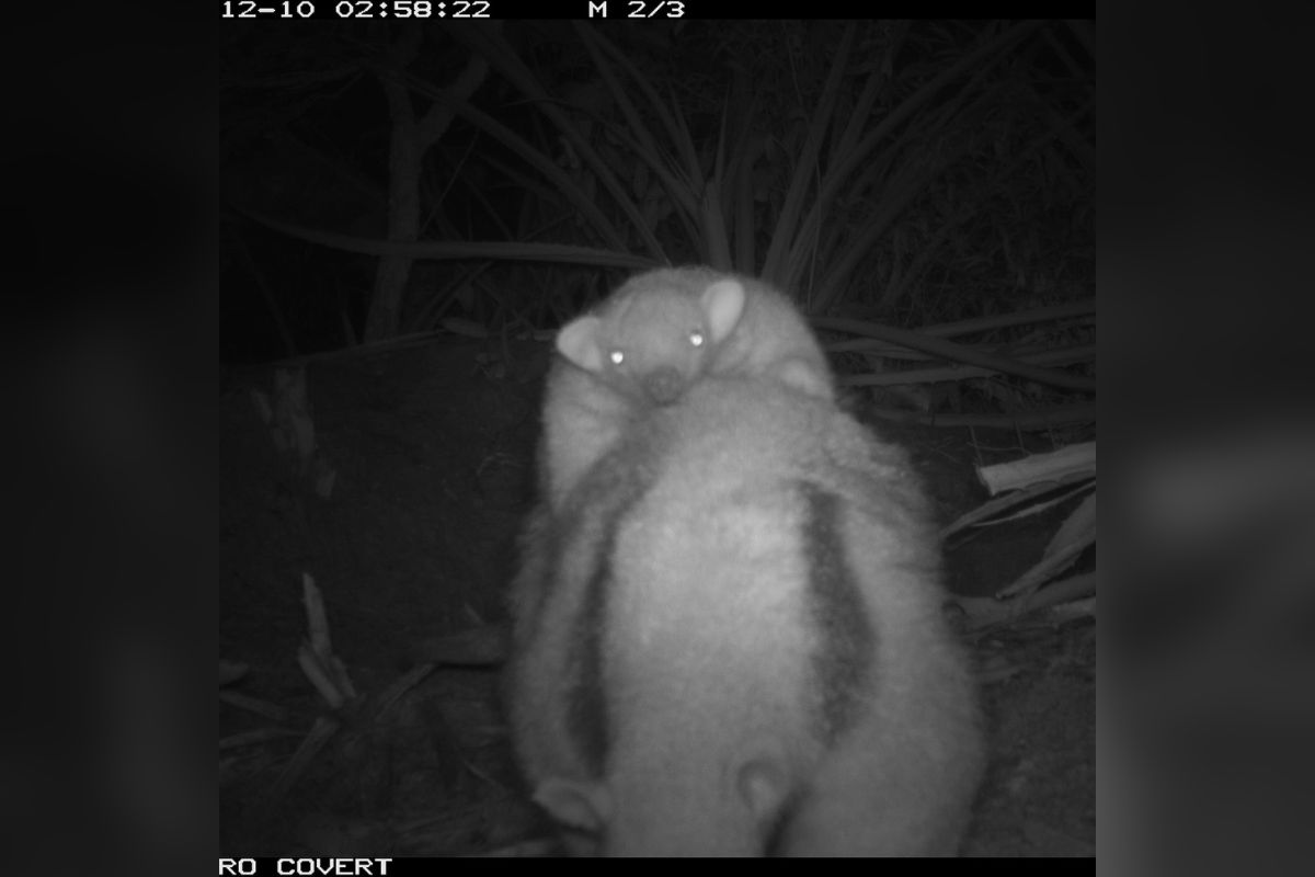 Tamanduá-mirim (Lesser anteater)