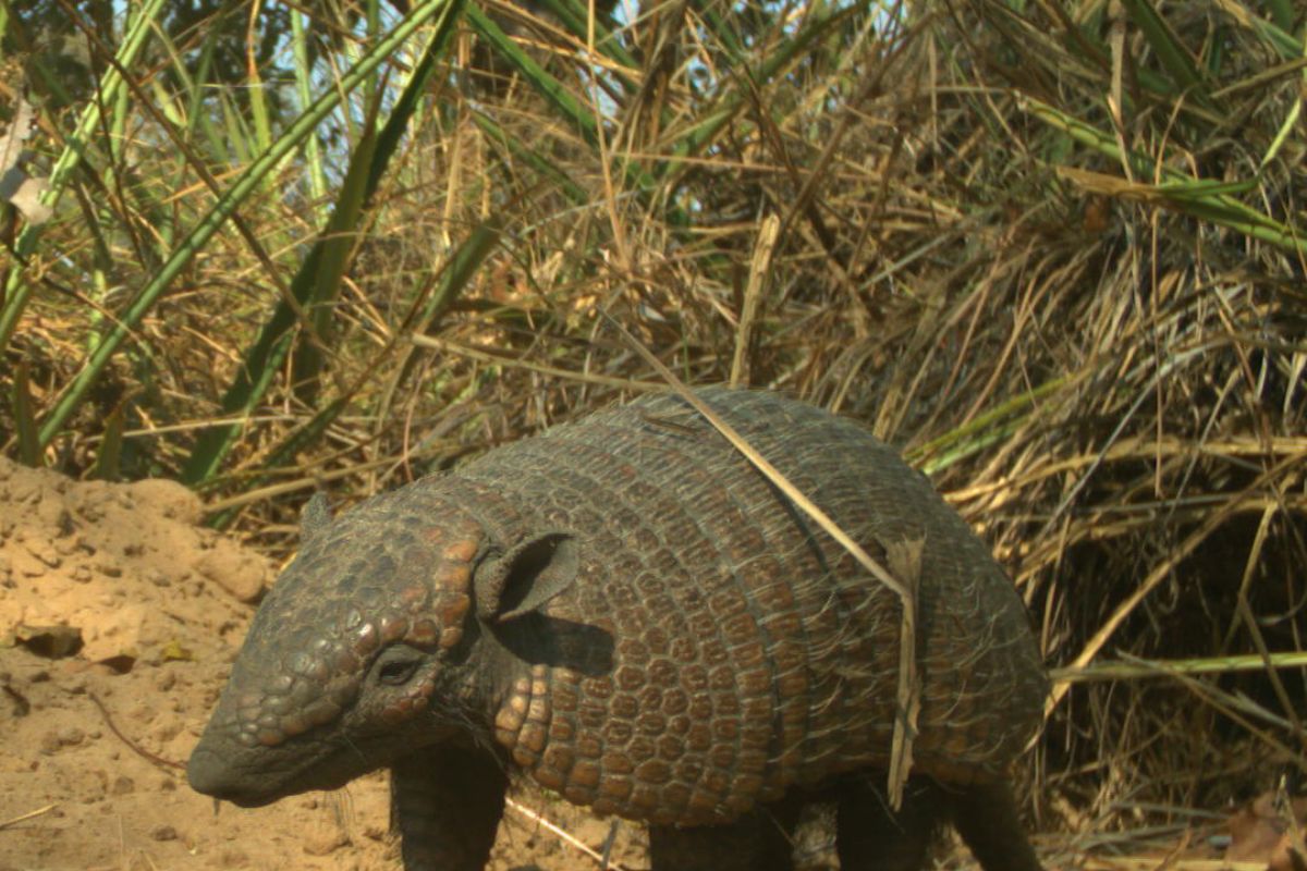 Tatu-peba (Six-banded armadillo) 