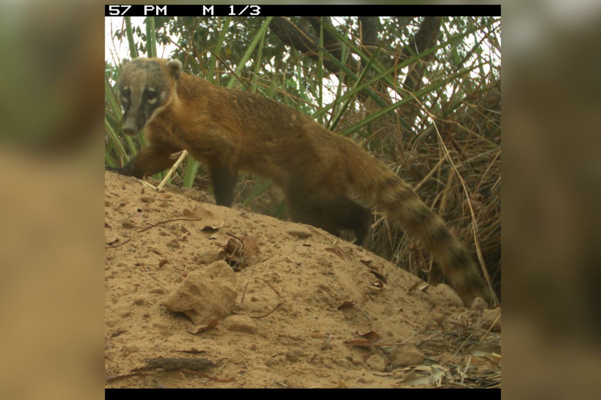 Quati (Coati) 