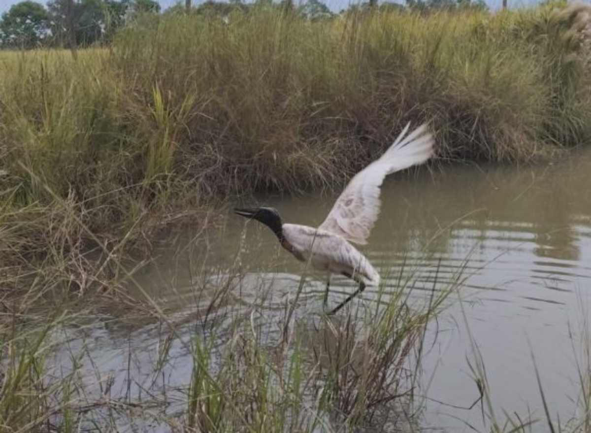 Tuiuiú caçando alimento no Pantanal (Foto: Divulgação)