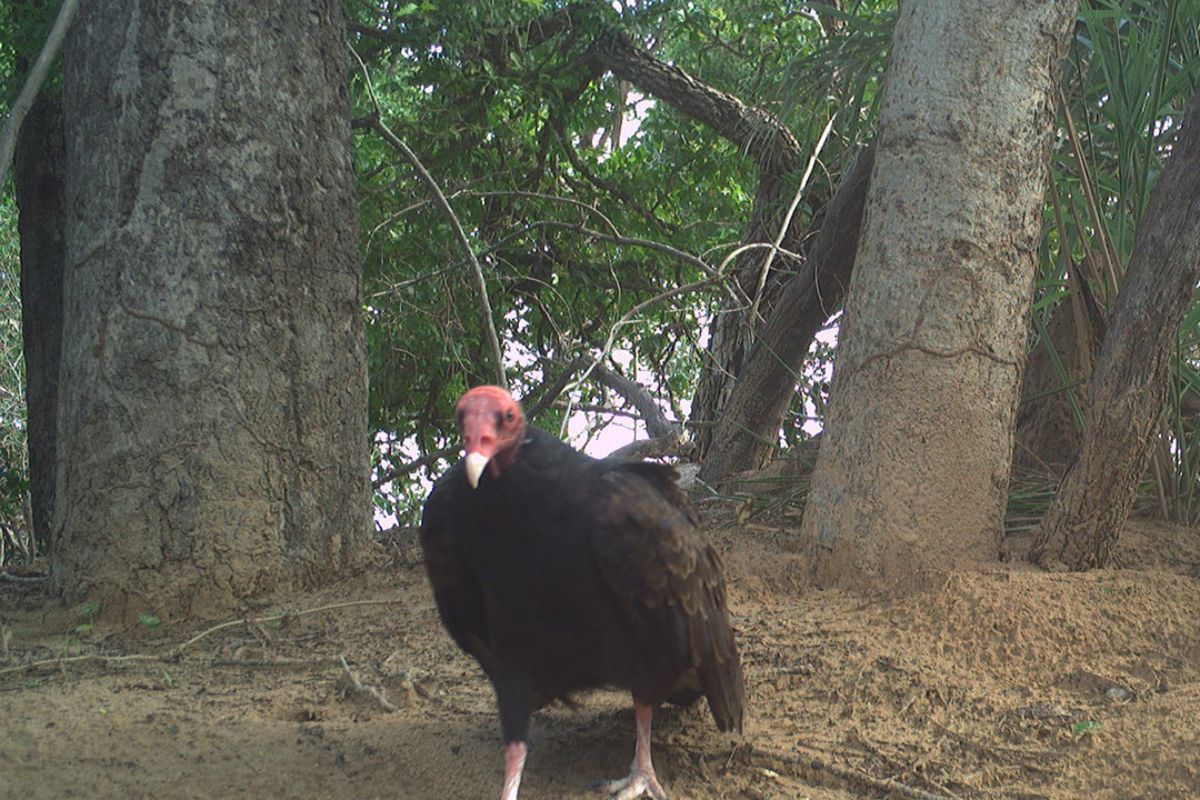 Urubu-de-cabeça-vermelha (Turkey vulture) 